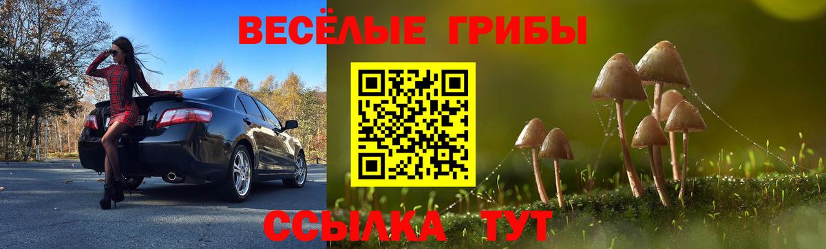 Галлюциногенные грибы Cubensis  Галлюциногенные грибы Psilocybine cubensis  Изобильный 